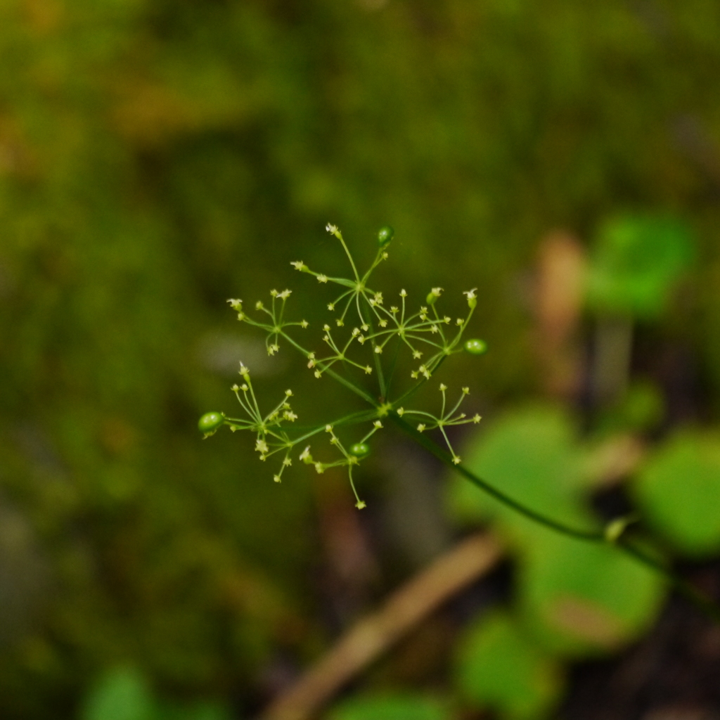 線香花火