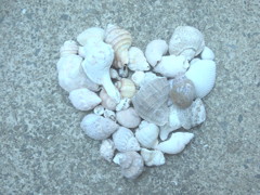 seashell