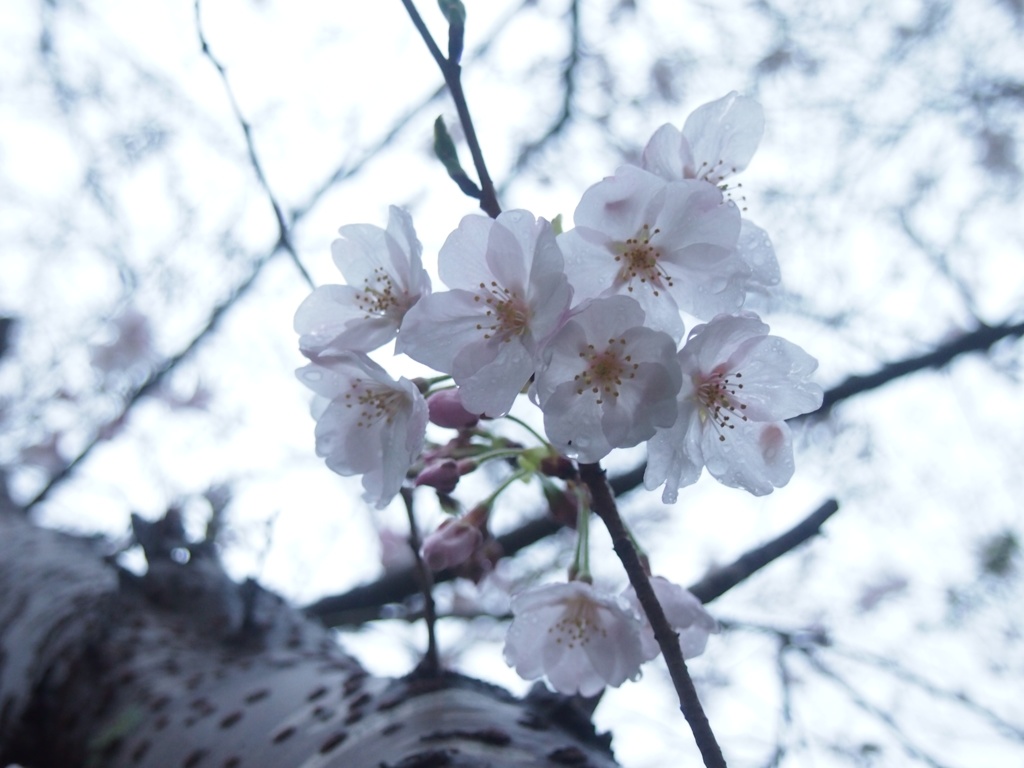 雨