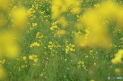 菜の花