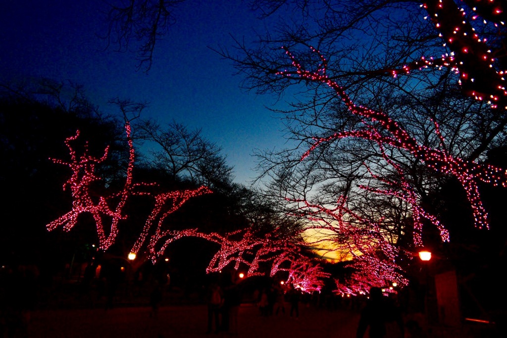 桜みたいなイルミネーション