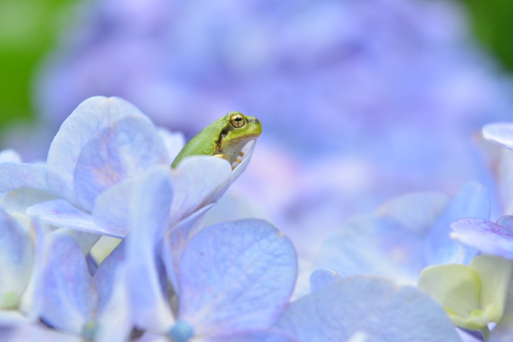 紫陽花展望台