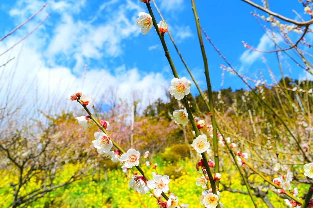 空と花を飾る白