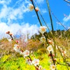 空と花を飾る白