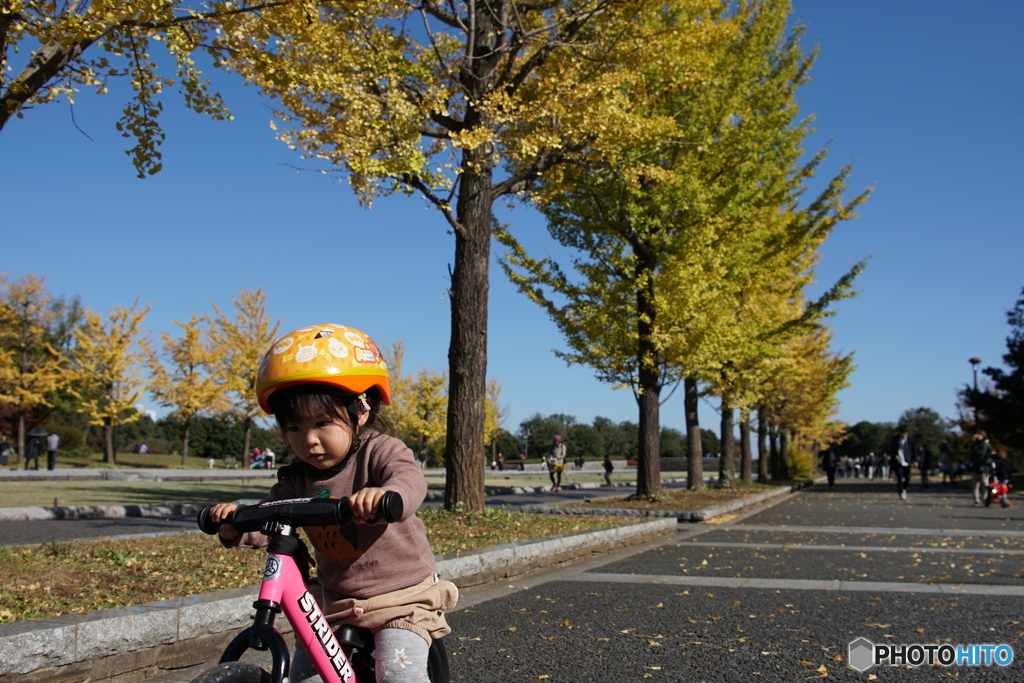 イチョウ？そんなものより公園だ！