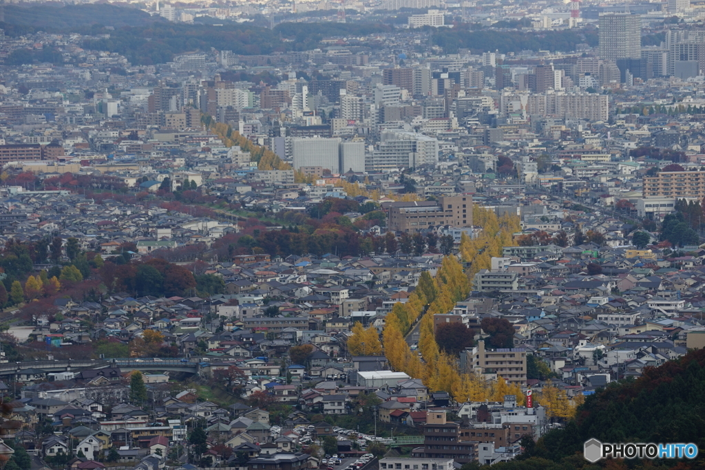 イチョウの示す道