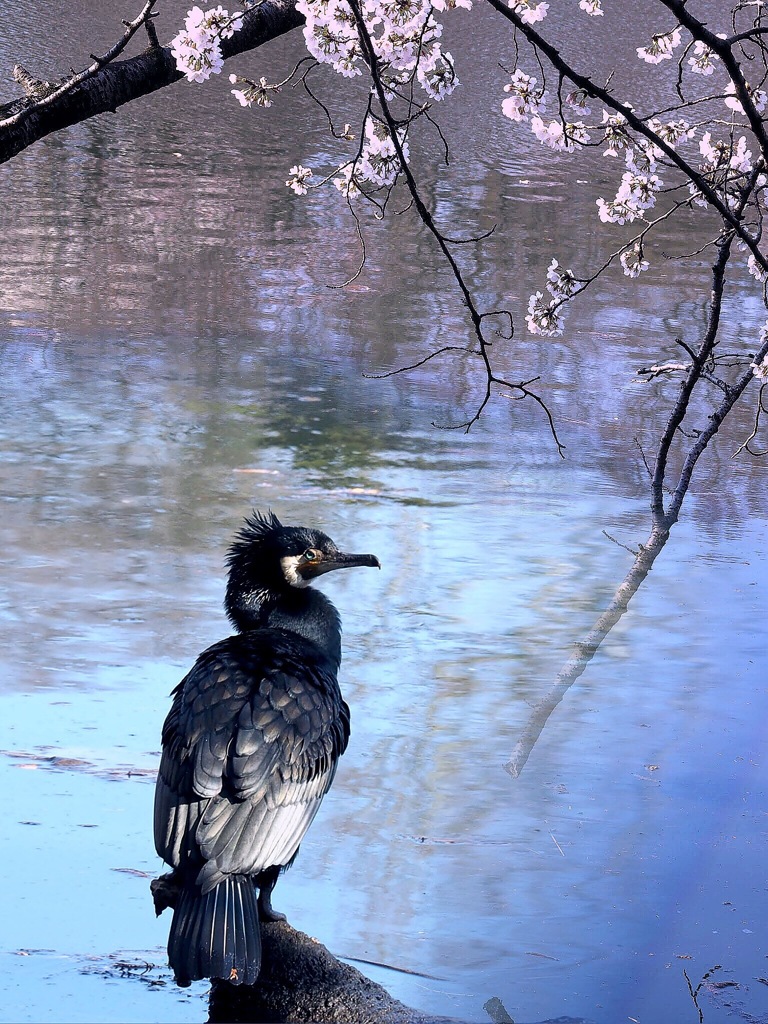 お花見する川鵜