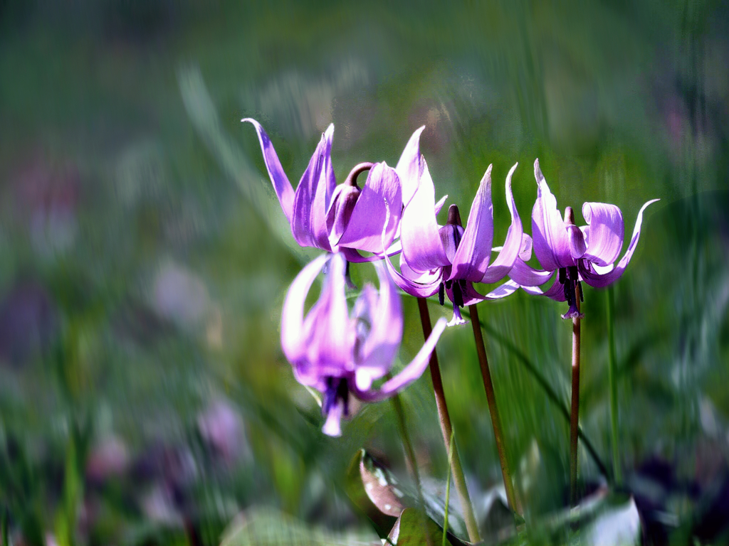 カタクリの花