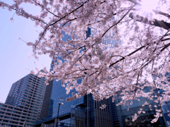 東京ミッドタウンの桜