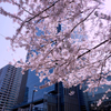 東京ミッドタウンの桜