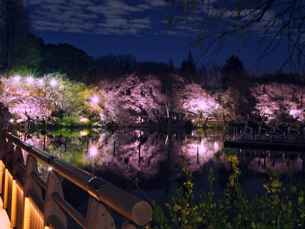 ボート池の夜桜