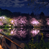 ボート池の夜桜