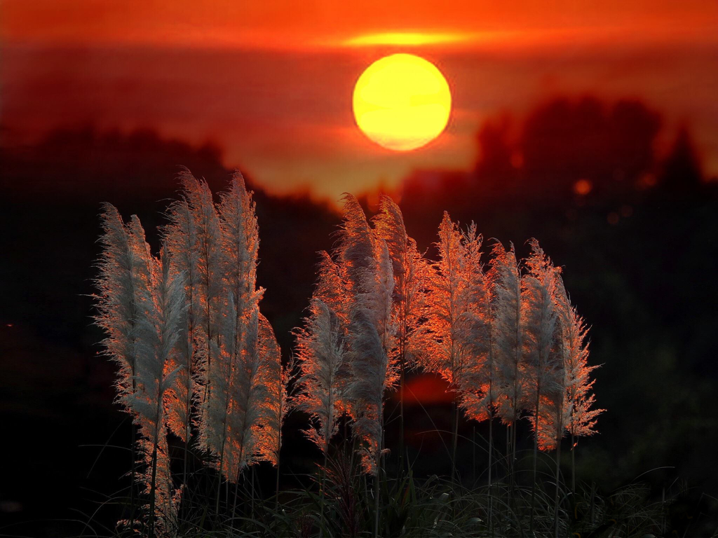 パンパスグラスを染める夕日