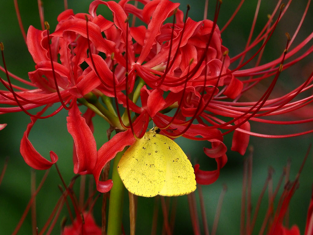 ヒガンバナの蜜を吸う黄蝶