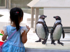 ペンギンさん、こっち向いて〜