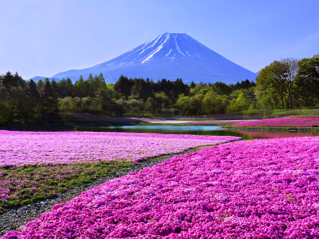 富士芝桜まつり t