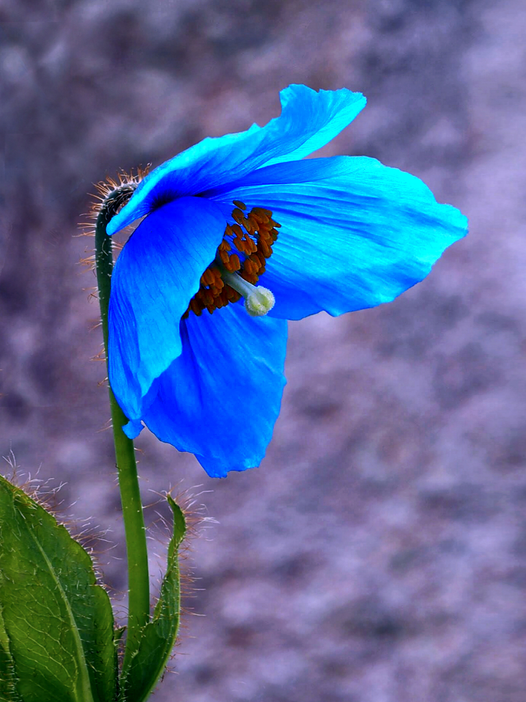 メコノプシス ベトニキフォリア ヒマラヤの青いケシ By Ran２ Id 577 写真共有サイト Photohito