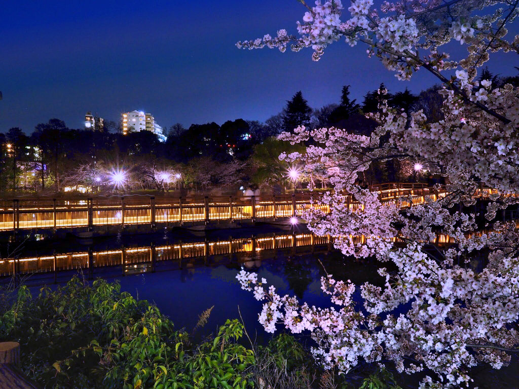 桜の架け橋