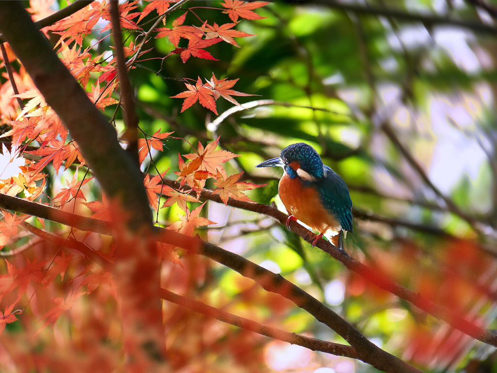 カワセミと紅葉 t