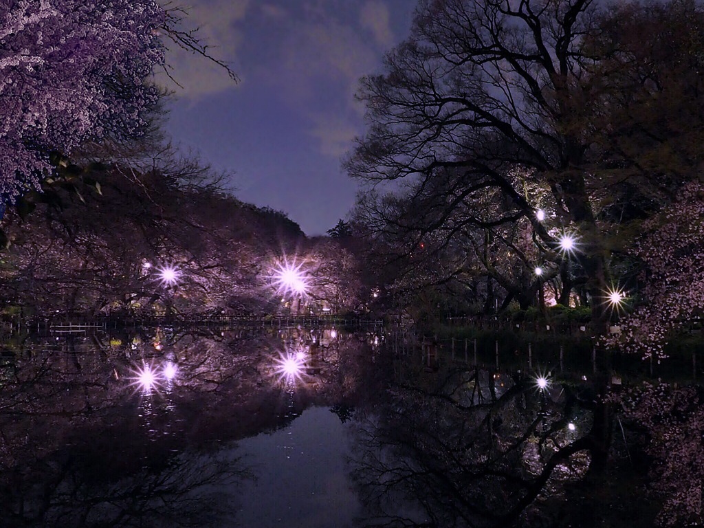 ひょうたん橋からの夜桜