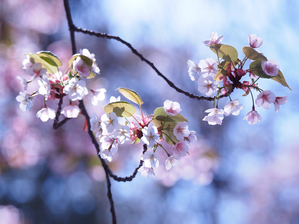 葉桜