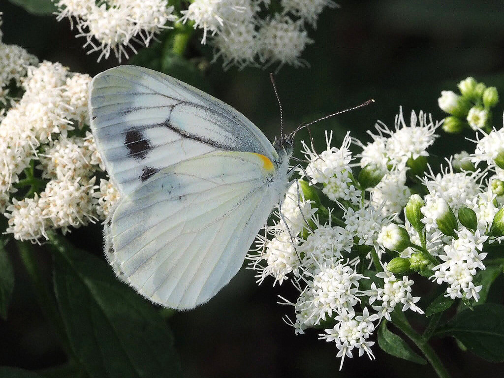 フジバカマの蜜を吸う紋白蝶