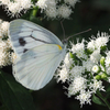 フジバカマの蜜を吸う紋白蝶