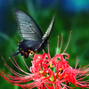 彼岸花の蜜を吸うクロアゲハ蝶
