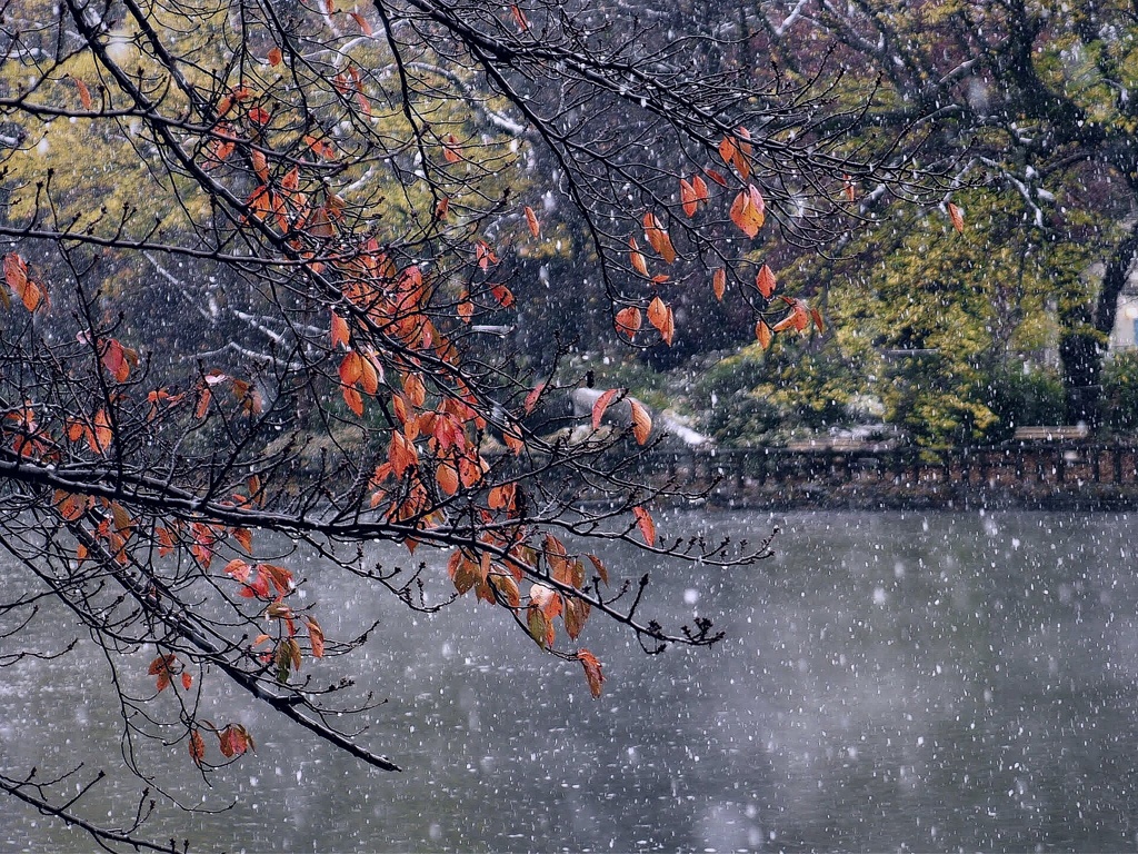 早雪
