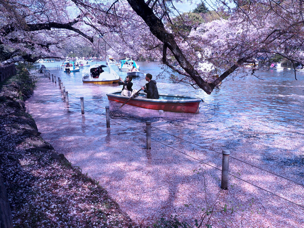 花筏とボート t