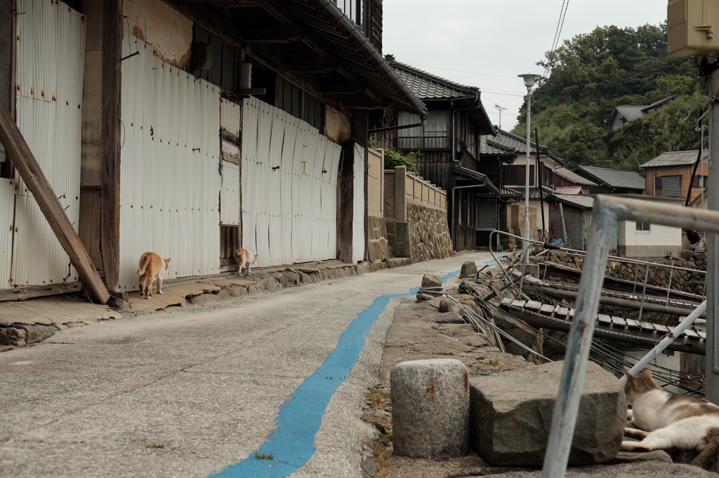 キャットウォーク