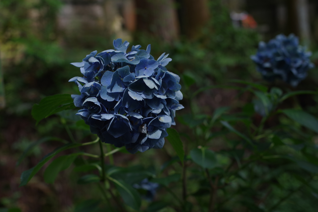 紫陽花