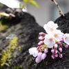 胴吹き