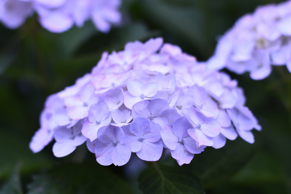 紫陽花