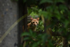 ねこ