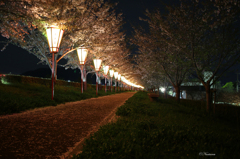 揖保川土手夜桜