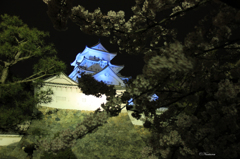 姫路城青夜桜