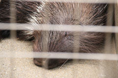 姫路市立動物園003