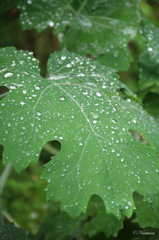雨の日のあじさい公園004