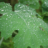 雨の日のあじさい公園004