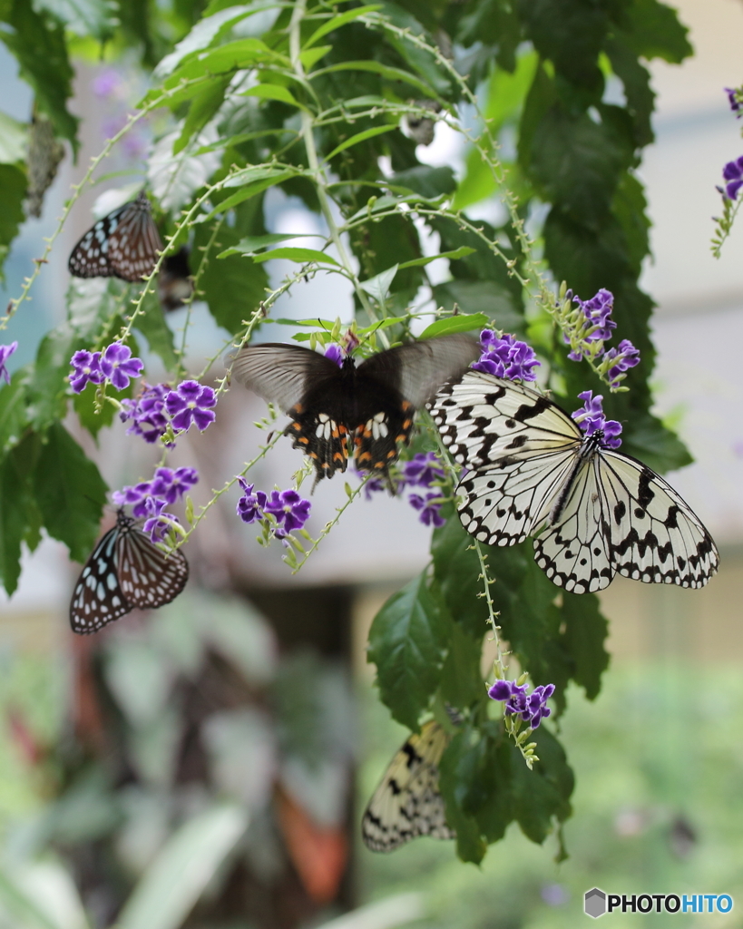 蝶が成る植物＠ふれあい昆虫館