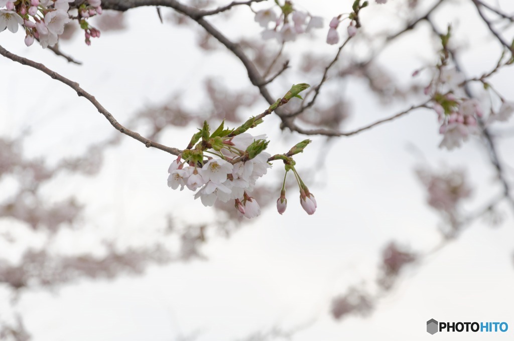 桜花とつぼみ