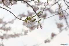 桜花とつぼみ