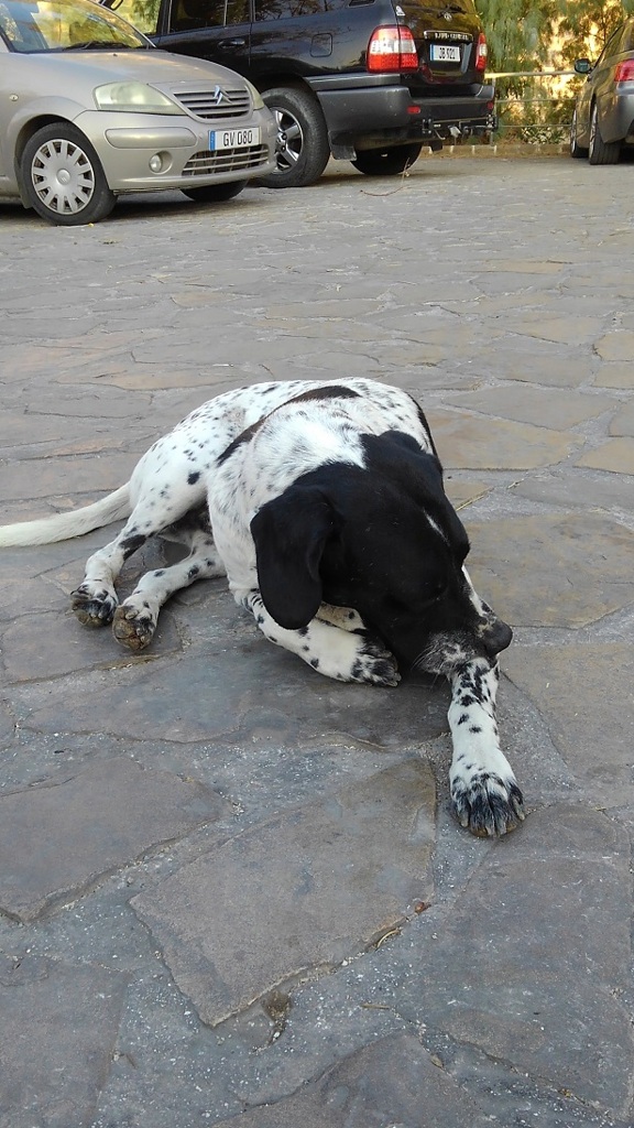 クリップ　キレニアの犬　その2 白黒ブチ
