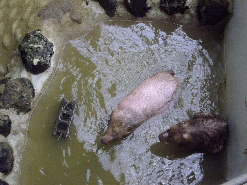 030　草津熱帯圏　カピバラ入浴中