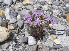 　上高地の川原の花