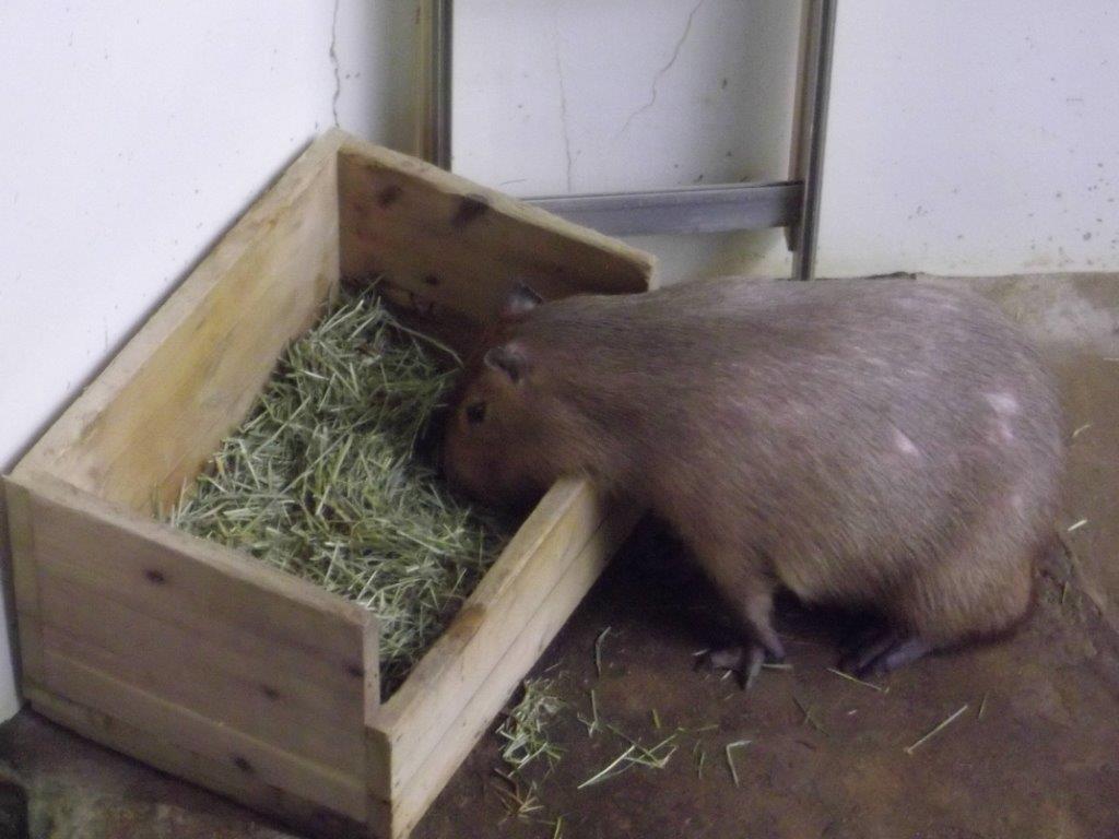 029　草津熱帯圏　カピバラお食事中