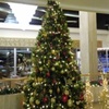 ポセイドニア・ビーチホテルのクリスマスツリー