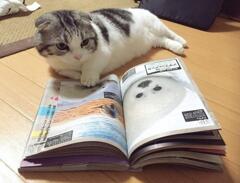 ごまねこ