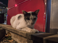 ビックヨコネコ